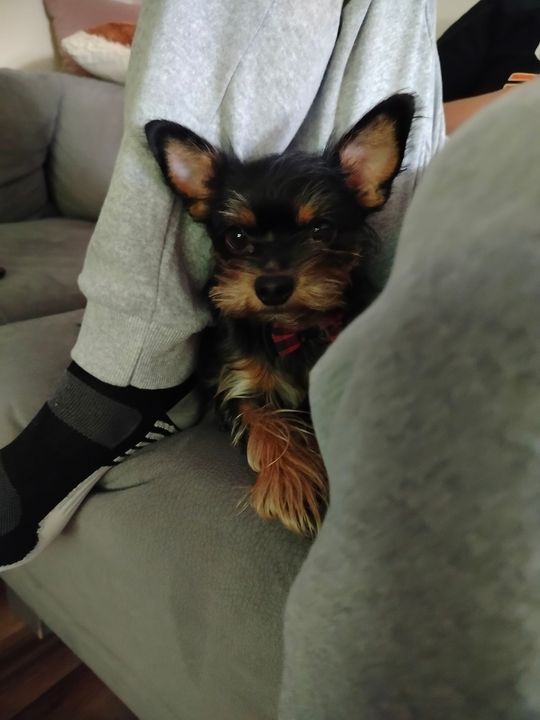 Uśmiechnięte "mordki" naszych Czytelników! Dzień Psa podsumowany! [GALERIA ZDJĘĆ]