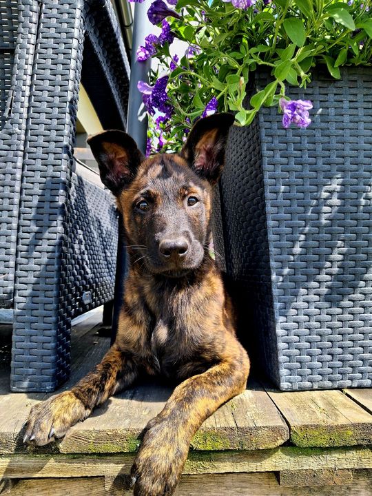 Uśmiechnięte "mordki" naszych Czytelników! Dzień Psa podsumowany! [GALERIA ZDJĘĆ]