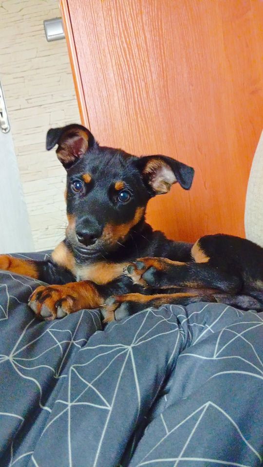 Uśmiechnięte "mordki" naszych Czytelników! Dzień Psa podsumowany! [GALERIA ZDJĘĆ]