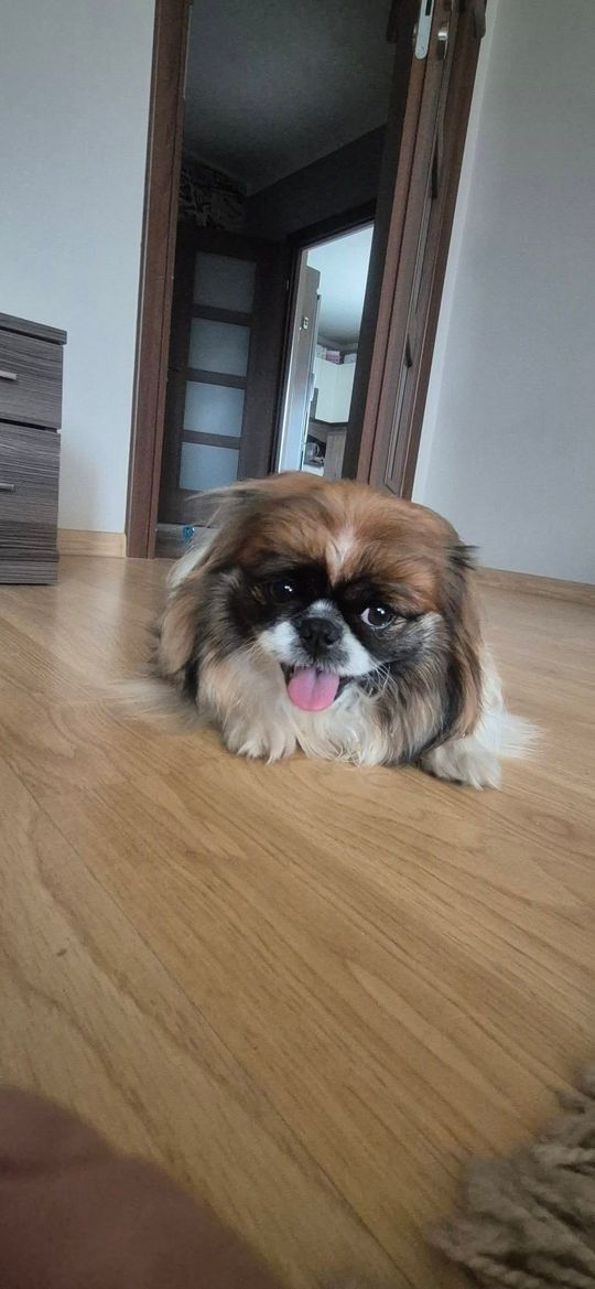 Uśmiechnięte "mordki" naszych Czytelników! Dzień Psa podsumowany! [GALERIA ZDJĘĆ]