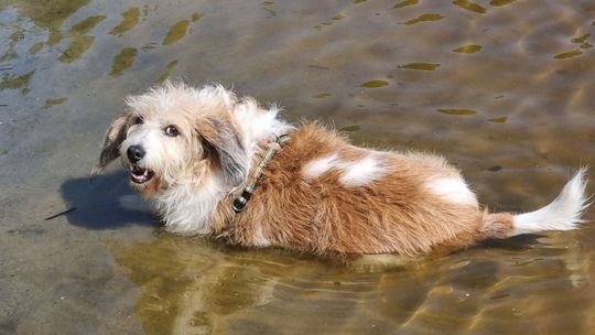 Uśmiechnięte "mordki" naszych Czytelników! Dzień Psa podsumowany! [GALERIA ZDJĘĆ]