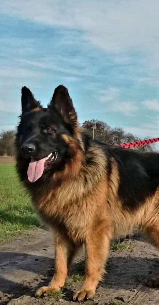 Uśmiechnięte "mordki" naszych Czytelników! Dzień Psa podsumowany! [GALERIA ZDJĘĆ]