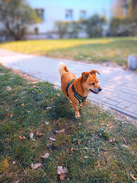 Uśmiechnięte "mordki" naszych Czytelników! Dzień Psa podsumowany! [GALERIA ZDJĘĆ]