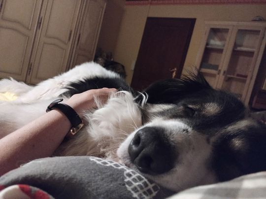 Uśmiechnięte "mordki" naszych Czytelników! Dzień Psa podsumowany! [GALERIA ZDJĘĆ]