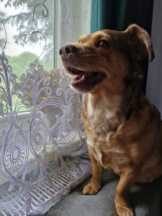 Uśmiechnięte "mordki" naszych Czytelników! Dzień Psa podsumowany! [GALERIA ZDJĘĆ]