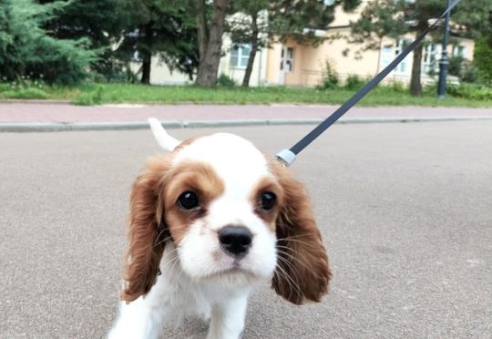 Uśmiechnięte "mordki" naszych Czytelników! Dzień Psa podsumowany! [GALERIA ZDJĘĆ]