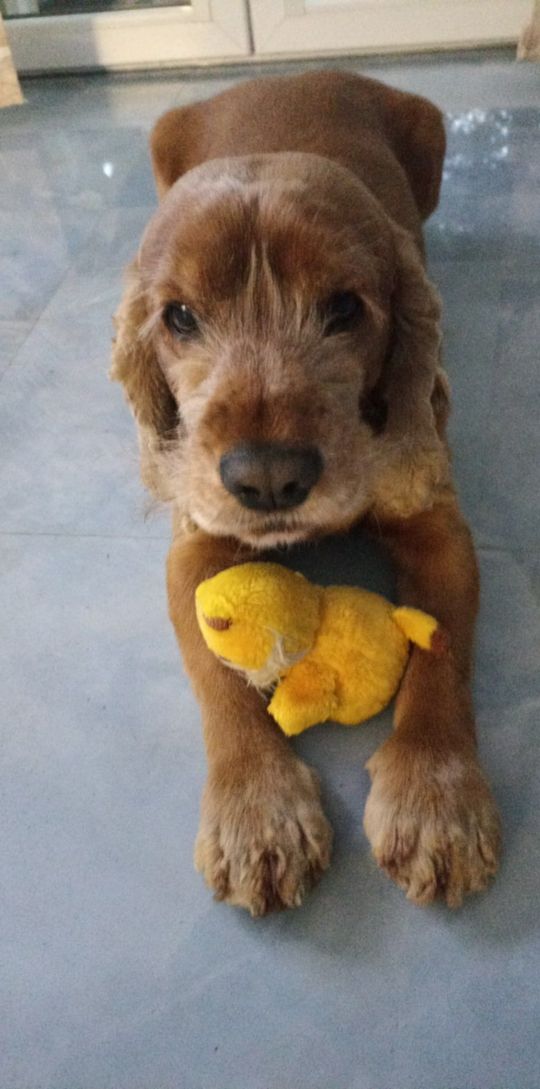 Uśmiechnięte "mordki" naszych Czytelników! Dzień Psa podsumowany! [GALERIA ZDJĘĆ]