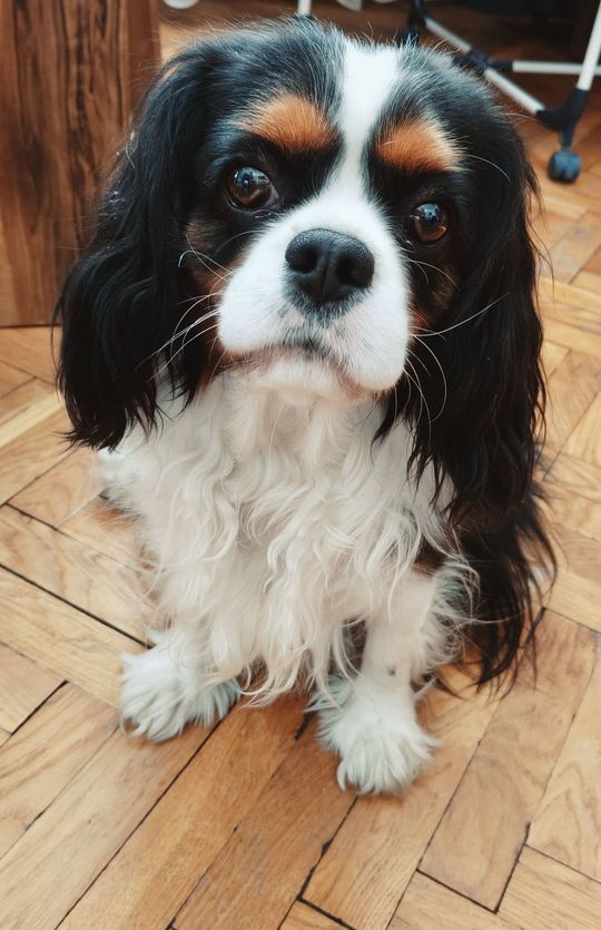 Uśmiechnięte "mordki" naszych Czytelników! Dzień Psa podsumowany! [GALERIA ZDJĘĆ]