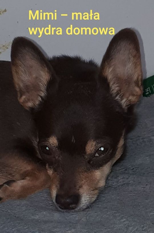 Uśmiechnięte "mordki" naszych Czytelników! Dzień Psa podsumowany! [GALERIA ZDJĘĆ]