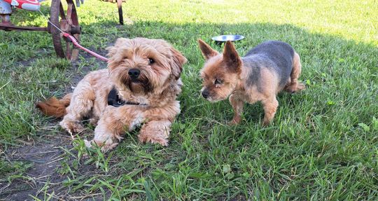 Uśmiechnięte "mordki" naszych Czytelników! Dzień Psa podsumowany! [GALERIA ZDJĘĆ]