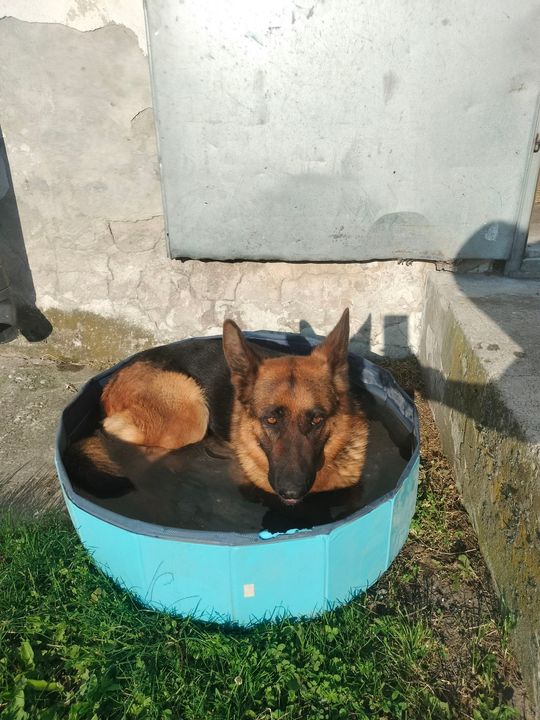 Uśmiechnięte "mordki" naszych Czytelników! Dzień Psa podsumowany! [GALERIA ZDJĘĆ]