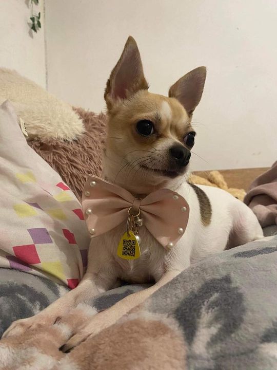 Uśmiechnięte "mordki" naszych Czytelników! Dzień Psa podsumowany! [GALERIA ZDJĘĆ]