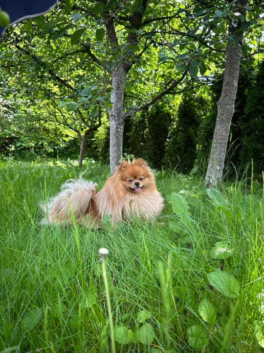 Uśmiechnięte "mordki" naszych Czytelników! Dzień Psa podsumowany! [GALERIA ZDJĘĆ]