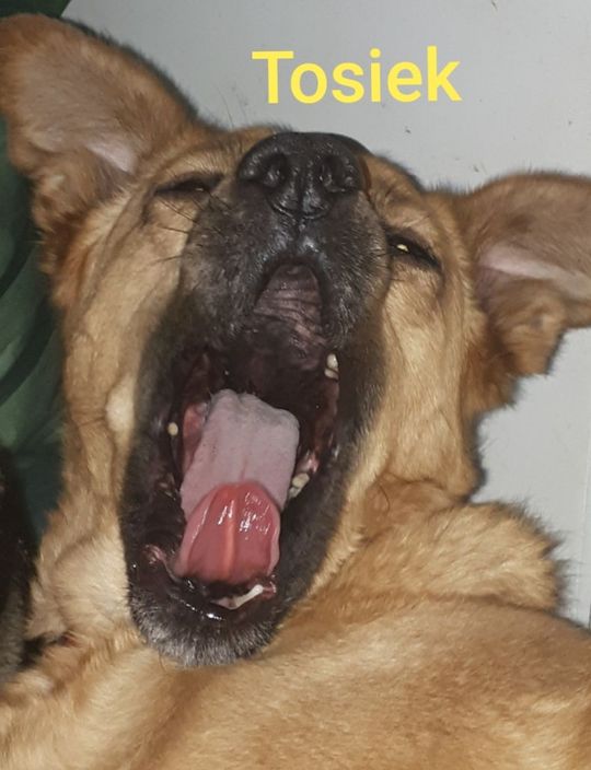 Uśmiechnięte "mordki" naszych Czytelników! Dzień Psa podsumowany! [GALERIA ZDJĘĆ]