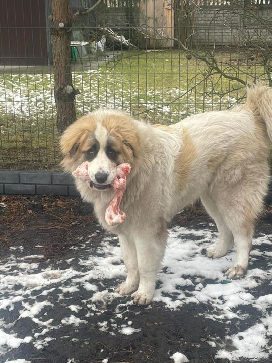 Uśmiechnięte "mordki" naszych Czytelników! Dzień Psa podsumowany! [GALERIA ZDJĘĆ]