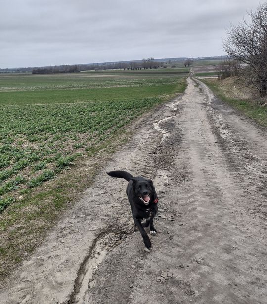 Uśmiechnięte "mordki" naszych Czytelników! Dzień Psa podsumowany! [GALERIA ZDJĘĆ]