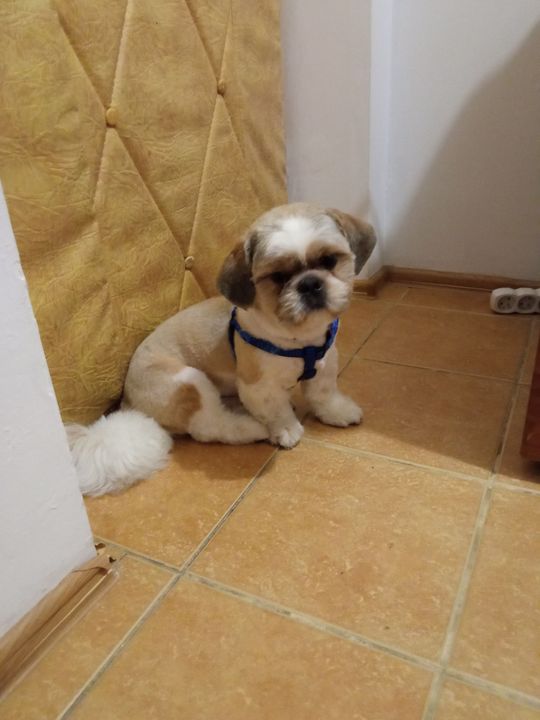 Uśmiechnięte "mordki" naszych Czytelników! Dzień Psa podsumowany! [GALERIA ZDJĘĆ]