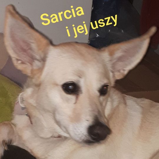 Uśmiechnięte "mordki" naszych Czytelników! Dzień Psa podsumowany! [GALERIA ZDJĘĆ]