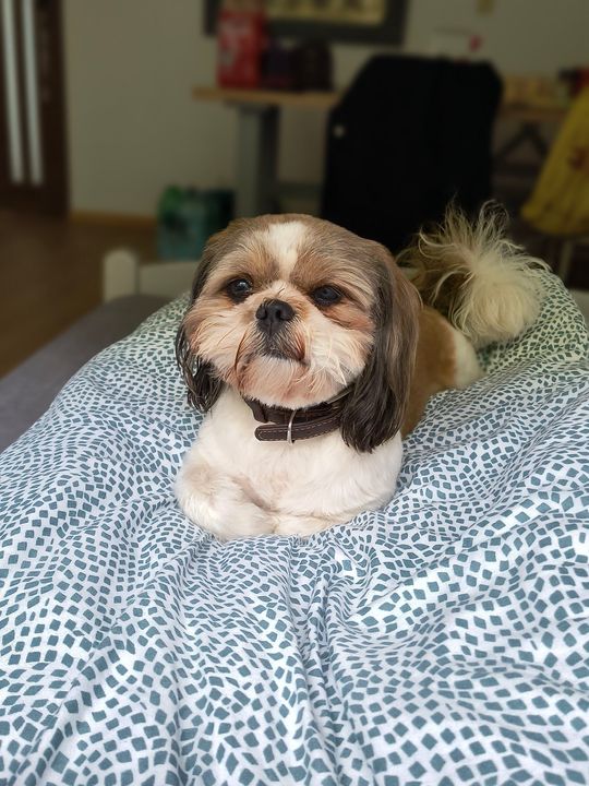 Uśmiechnięte "mordki" naszych Czytelników! Dzień Psa podsumowany! [GALERIA ZDJĘĆ]