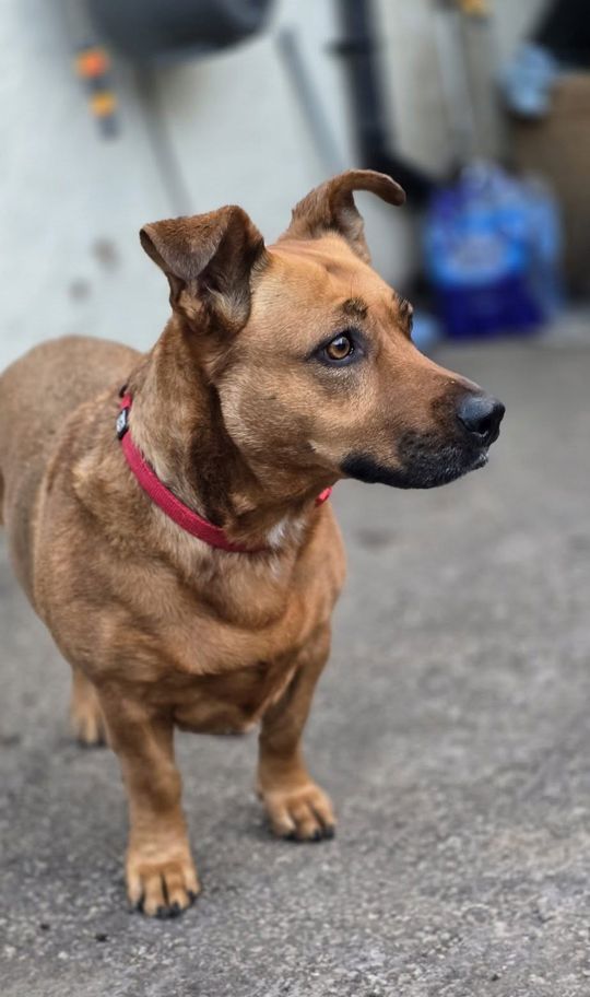 Uśmiechnięte "mordki" naszych Czytelników! Dzień Psa podsumowany! [GALERIA ZDJĘĆ]