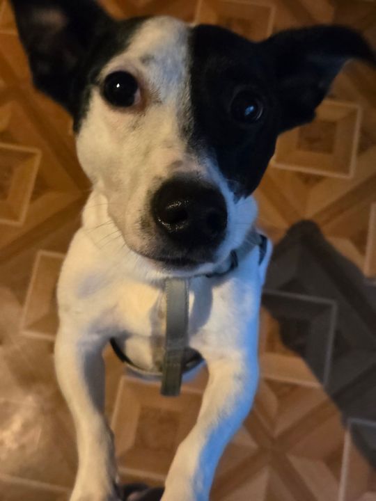 Uśmiechnięte "mordki" naszych Czytelników! Dzień Psa podsumowany! [GALERIA ZDJĘĆ]