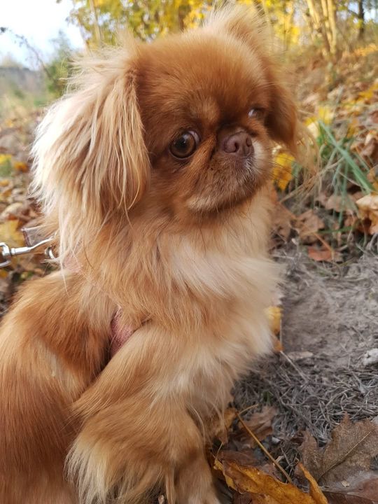 Uśmiechnięte "mordki" naszych Czytelników! Dzień Psa podsumowany! [GALERIA ZDJĘĆ]