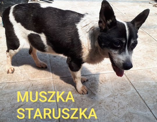 Uśmiechnięte "mordki" naszych Czytelników! Dzień Psa podsumowany! [GALERIA ZDJĘĆ]