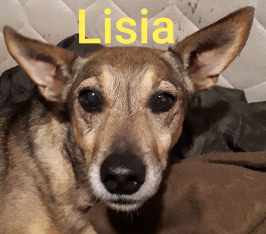 Uśmiechnięte "mordki" naszych Czytelników! Dzień Psa podsumowany! [GALERIA ZDJĘĆ]