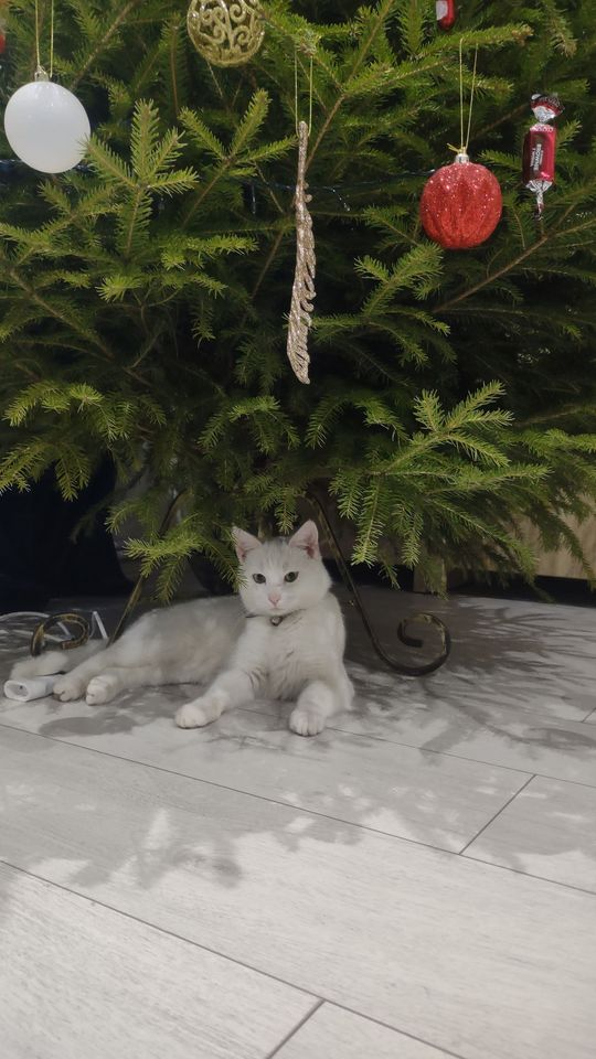 Uśmiechnięte "mordki" naszych Czytelników! Dzień Psa podsumowany! [GALERIA ZDJĘĆ]