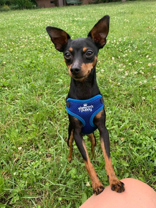 Uśmiechnięte "mordki" naszych Czytelników! Dzień Psa podsumowany! [GALERIA ZDJĘĆ]