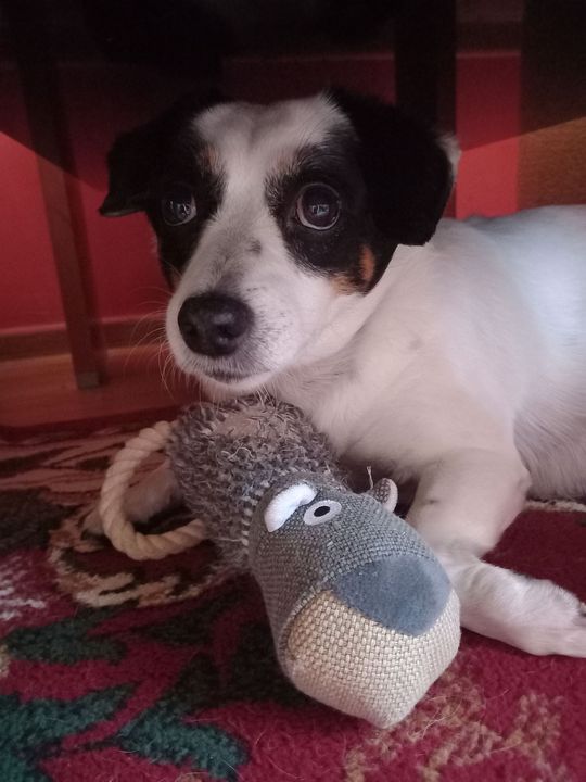 Uśmiechnięte "mordki" naszych Czytelników! Dzień Psa podsumowany! [GALERIA ZDJĘĆ]