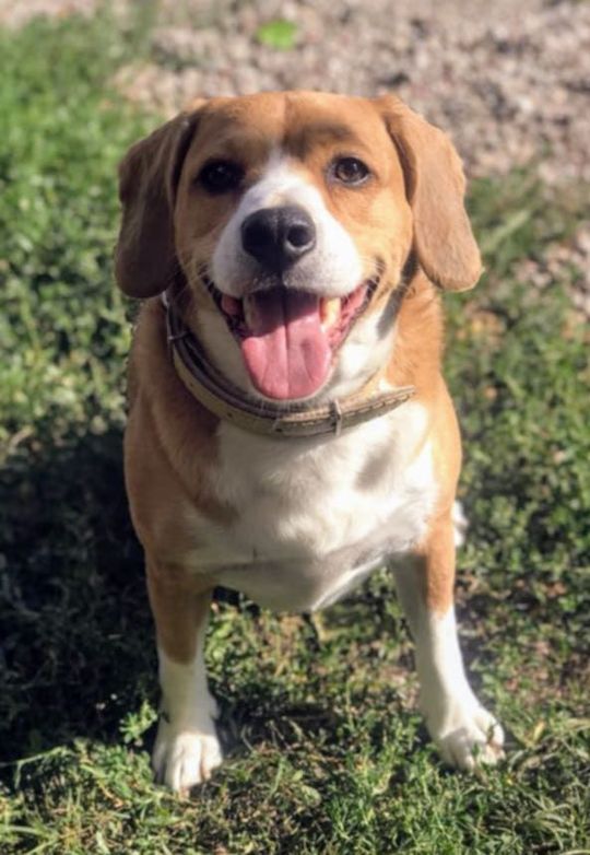 Uśmiechnięte "mordki" naszych Czytelników! Dzień Psa podsumowany! [GALERIA ZDJĘĆ]