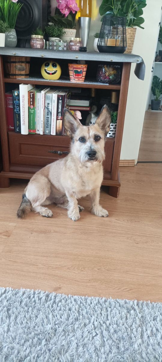 Uśmiechnięte "mordki" naszych Czytelników! Dzień Psa podsumowany! [GALERIA ZDJĘĆ]