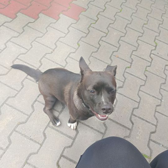 Uśmiechnięte "mordki" naszych Czytelników! Dzień Psa podsumowany! [GALERIA ZDJĘĆ]