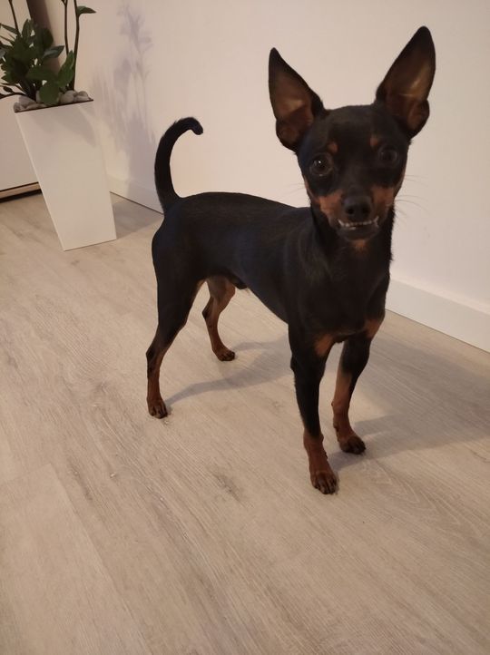 Uśmiechnięte "mordki" naszych Czytelników! Dzień Psa podsumowany! [GALERIA ZDJĘĆ]