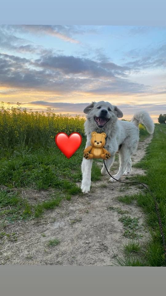 Uśmiechnięte "mordki" naszych Czytelników! Dzień Psa podsumowany! [GALERIA ZDJĘĆ]