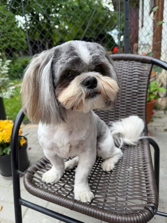 Uśmiechnięte "mordki" naszych Czytelników! Dzień Psa podsumowany! [GALERIA ZDJĘĆ]