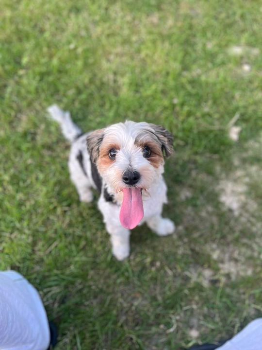 Uśmiechnięte "mordki" naszych Czytelników! Dzień Psa podsumowany! [GALERIA ZDJĘĆ]