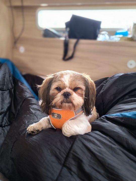 Uśmiechnięte "mordki" naszych Czytelników! Dzień Psa podsumowany! [GALERIA ZDJĘĆ]