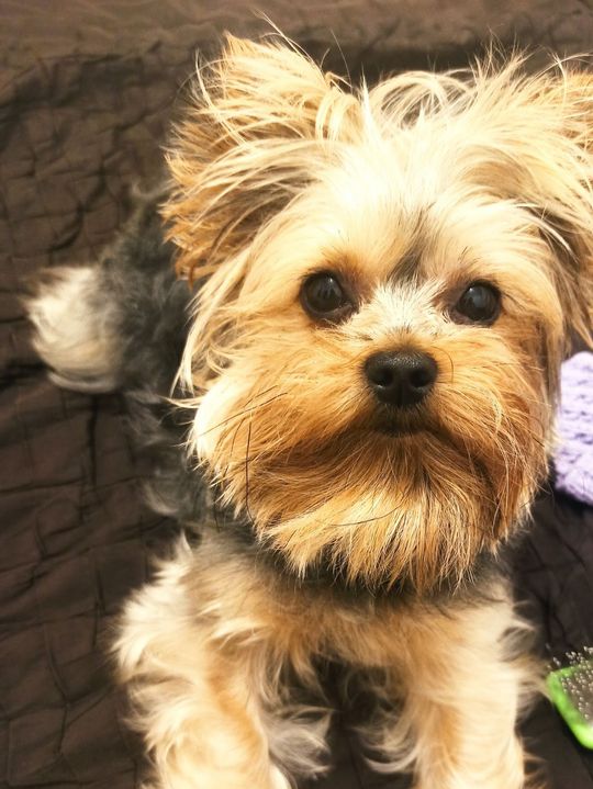 Uśmiechnięte "mordki" naszych Czytelników! Dzień Psa podsumowany! [GALERIA ZDJĘĆ]