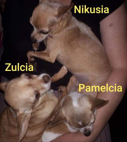 Uśmiechnięte "mordki" naszych Czytelników! Dzień Psa podsumowany! [GALERIA ZDJĘĆ]