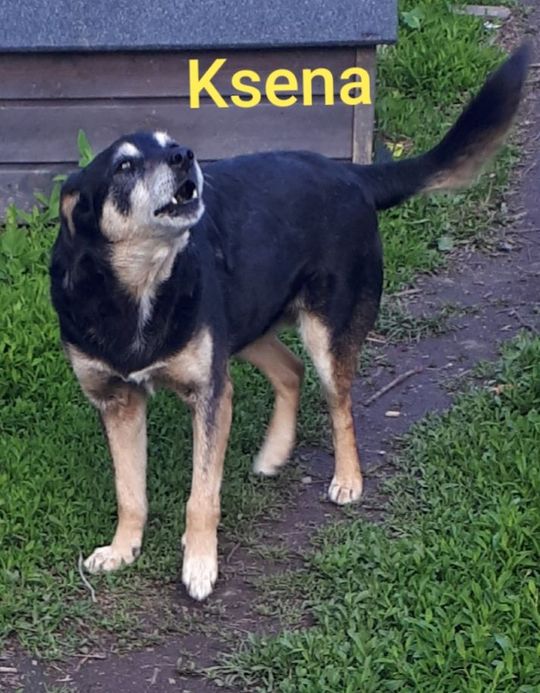 Uśmiechnięte "mordki" naszych Czytelników! Dzień Psa podsumowany! [GALERIA ZDJĘĆ]