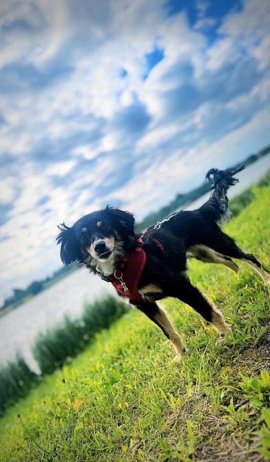 Uśmiechnięte "mordki" naszych Czytelników! Dzień Psa podsumowany! [GALERIA ZDJĘĆ]