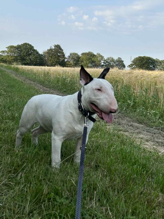 Uśmiechnięte "mordki" naszych Czytelników! Dzień Psa podsumowany! [GALERIA ZDJĘĆ]