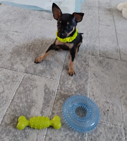 Uśmiechnięte "mordki" naszych Czytelników! Dzień Psa podsumowany! [GALERIA ZDJĘĆ]