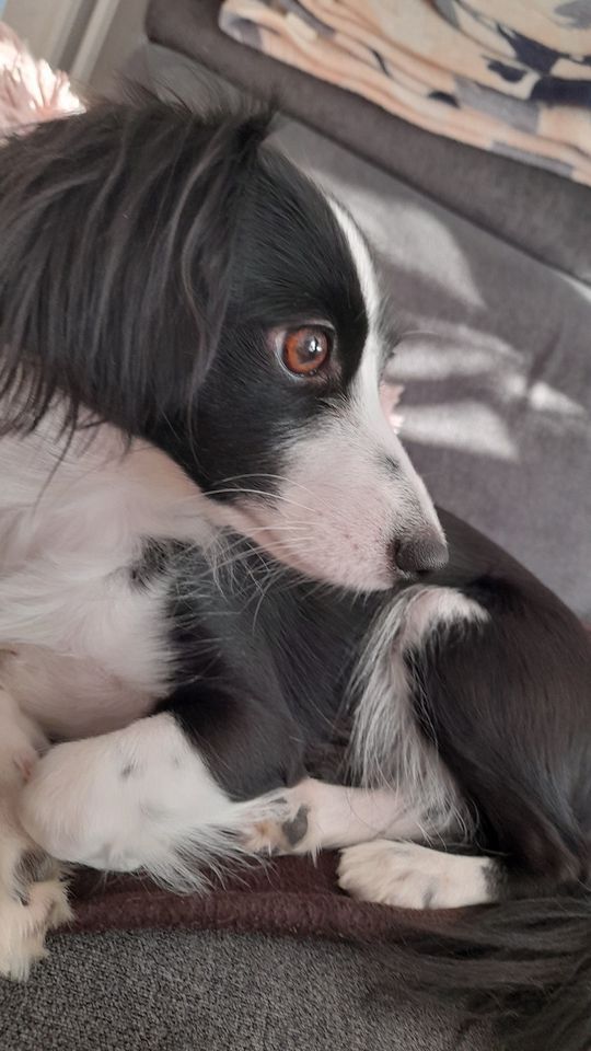 Uśmiechnięte "mordki" naszych Czytelników! Dzień Psa podsumowany! [GALERIA ZDJĘĆ]