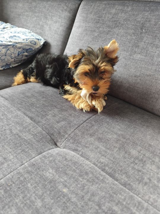 Uśmiechnięte "mordki" naszych Czytelników! Dzień Psa podsumowany! [GALERIA ZDJĘĆ]