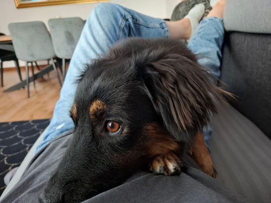 Uśmiechnięte "mordki" naszych Czytelników! Dzień Psa podsumowany! [GALERIA ZDJĘĆ]