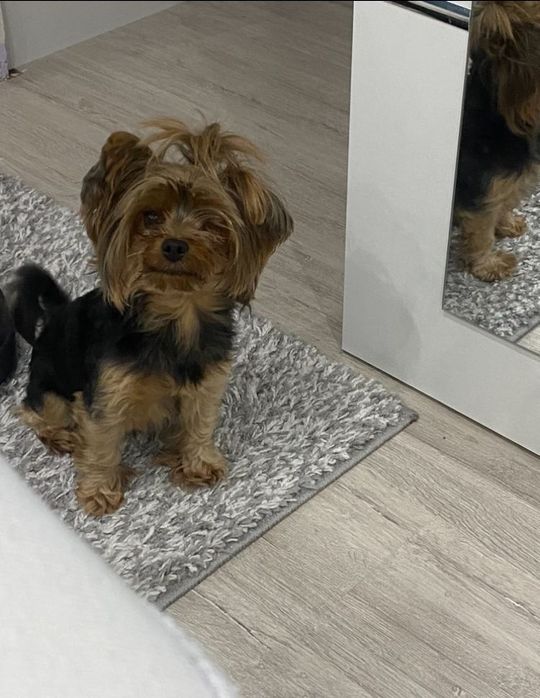 Uśmiechnięte "mordki" naszych Czytelników! Dzień Psa podsumowany! [GALERIA ZDJĘĆ]