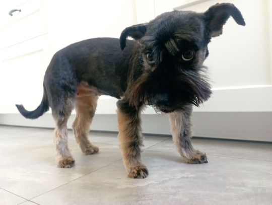 Uśmiechnięte "mordki" naszych Czytelników! Dzień Psa podsumowany! [GALERIA ZDJĘĆ]